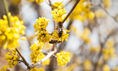 Yellow flowers. The concept of the arrival of spring.Honey production.  Flowering apple tree in spring. Blooming tree, close up. Honey Bee collects pollen from fruit tree. Dogwood tree in bloom.