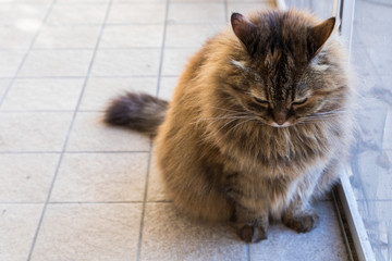 Long haired cat of siberian breed in relax in a garden