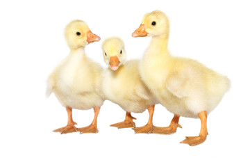 three yellow goose on a white background