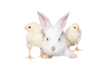 white rabbit with chickens on white background