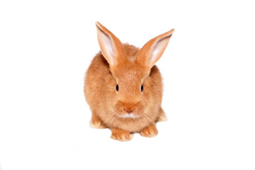 Little red rabbit, isolated on white background. Easter bunny.