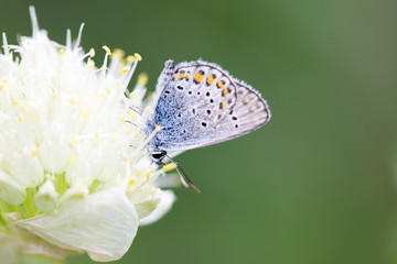 blue butterfly, on a flower, spring insect