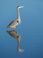Mature Great Blue Heron Standing Erect Reflected in Calm Blue Water