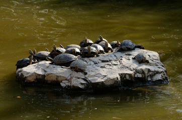 little turtles on a stone in a lake
