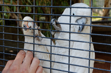 cockatoo parrot in aviary