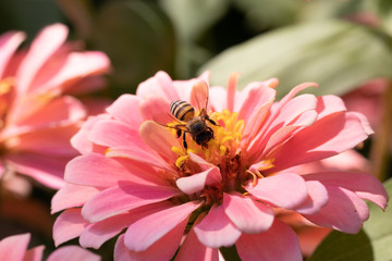 A honey bee collecting pollen on an pink Zinnia flower