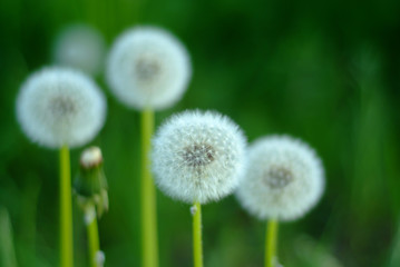 dandelions are fluffy white in summer
