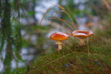 Non-edible mushrooms