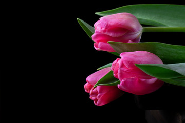 Fototapeta na wymiar Three pink tulips against the black background. Copy space