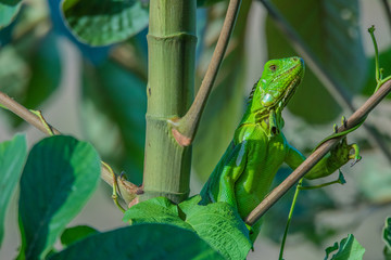 Green Iguana