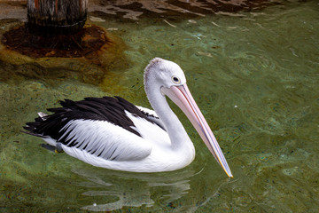 Pelican