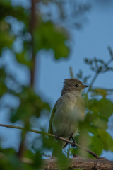 Lark