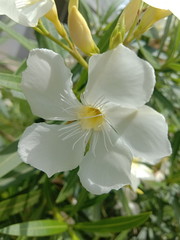 white flower in the garden, white symbolises #peace 