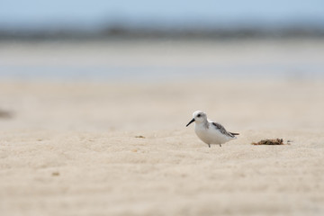 Turnstone