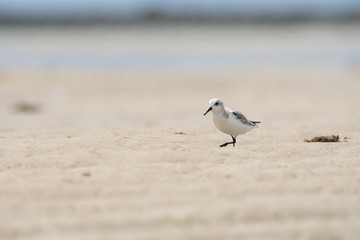 Obraz premium Turnstone