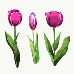 Vector pink flowers. Spring tulips. Pink romantic floral elements or clipart