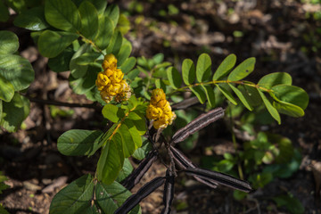 Small yellow flower clusters  