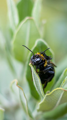 wet bee