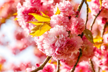 Soft pink sakura blossom in garden. Cherry blossom on twigs, closeup. Sakura power flowers. Sakura flower live wall