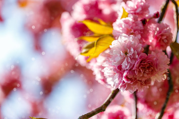 Soft pink sakura blossom in garden. Cherry blossom on twigs, closeup. Sakura power flowers. Sakura flower live wall