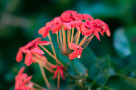 Ixora flowers, close-up