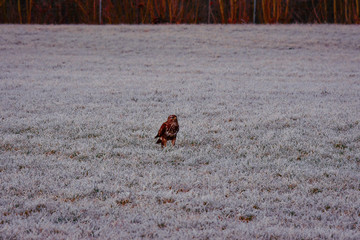 mice buzzard on a cold spring morning with rauhreif