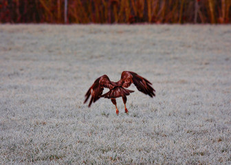 mice buzzard on a cold spring morning with rauhreif