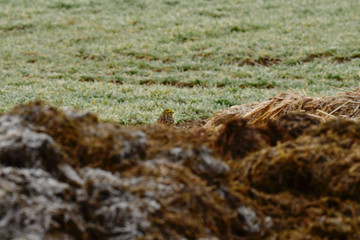 cute gold bunting bird hides in crap heap