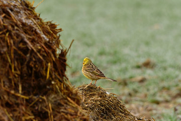 sweet gold bunting bird on a mist heap - spring time 