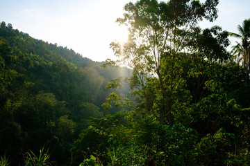 Obraz na płótnie Canvas Bali Dschungel