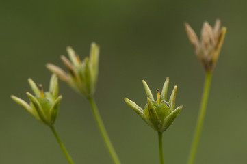 Gagea yellow star of Bethlehem small yellow bulbous flower that grows in damp places
