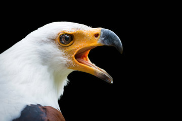 African Fish Eagle isolated on black background ( Haliaeetus vocifer )
