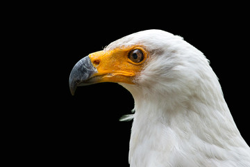 African Fish Eagle isolated on black background ( Haliaeetus vocifer )