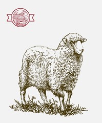 sketch of sheep drawn by hand. animal husbandry