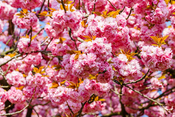 Soft pink sakura blossom in garden. Cherry blossom on twigs, closeup. Sakura power flowers. Sakura flower live wall