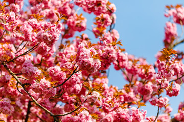 Soft pink sakura blossom in garden. Cherry blossom on twigs, closeup. Sakura power flowers. Sakura flower live wall