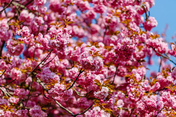 Soft pink sakura blossom in garden. Cherry blossom on twigs, closeup. Sakura power flowers. Sakura flower live wall