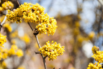 Yellow flowers. The concept of the arrival of spring.Honey production.  Flowering apple tree in spring. Blooming tree, close up. Honey Bee collects pollen from fruit tree. Dogwood tree in bloom.