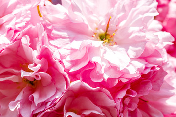 Soft pink sakura blossom in garden. Cherry blossom on twigs, closeup. Sakura power flowers. Sakura flower live wall