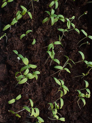  Tomato sprouts in the ground
