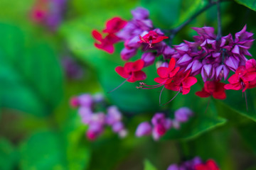 Bleeding Heart Bloom