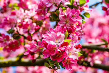 Pink apple tree blossom in garden.