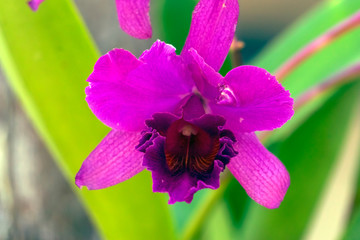purple orchid flower in garden