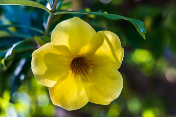 Allamanda, yellow flower bloom close-up