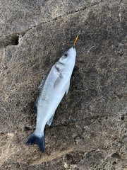 Pesca de la lubina con microjig