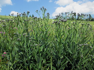 Obraz premium Saussurea porcii Degen