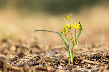 Yellow star of Bethlehem (Gagea lutea) early spring flower, an Eurasian flowering plant in the family Liliaceae, a bulb-forming perennial herb with lanceolate leaves and yellow flowers.