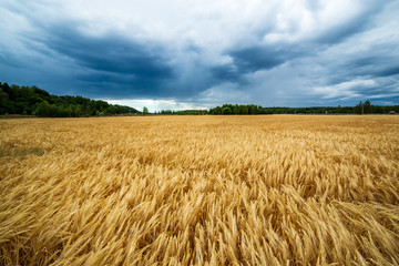 Yellow wheat field in front of dark clouds