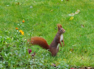 Eichhörnchen
