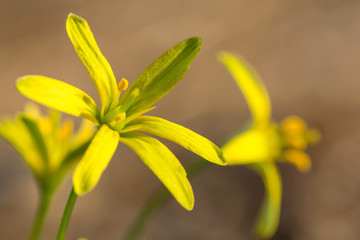 Yellow star of Bethlehem (Gagea lutea) early spring flower, an Eurasian flowering plant in the family Liliaceae, a bulb-forming perennial herb with lanceolate leaves and yellow flowers.